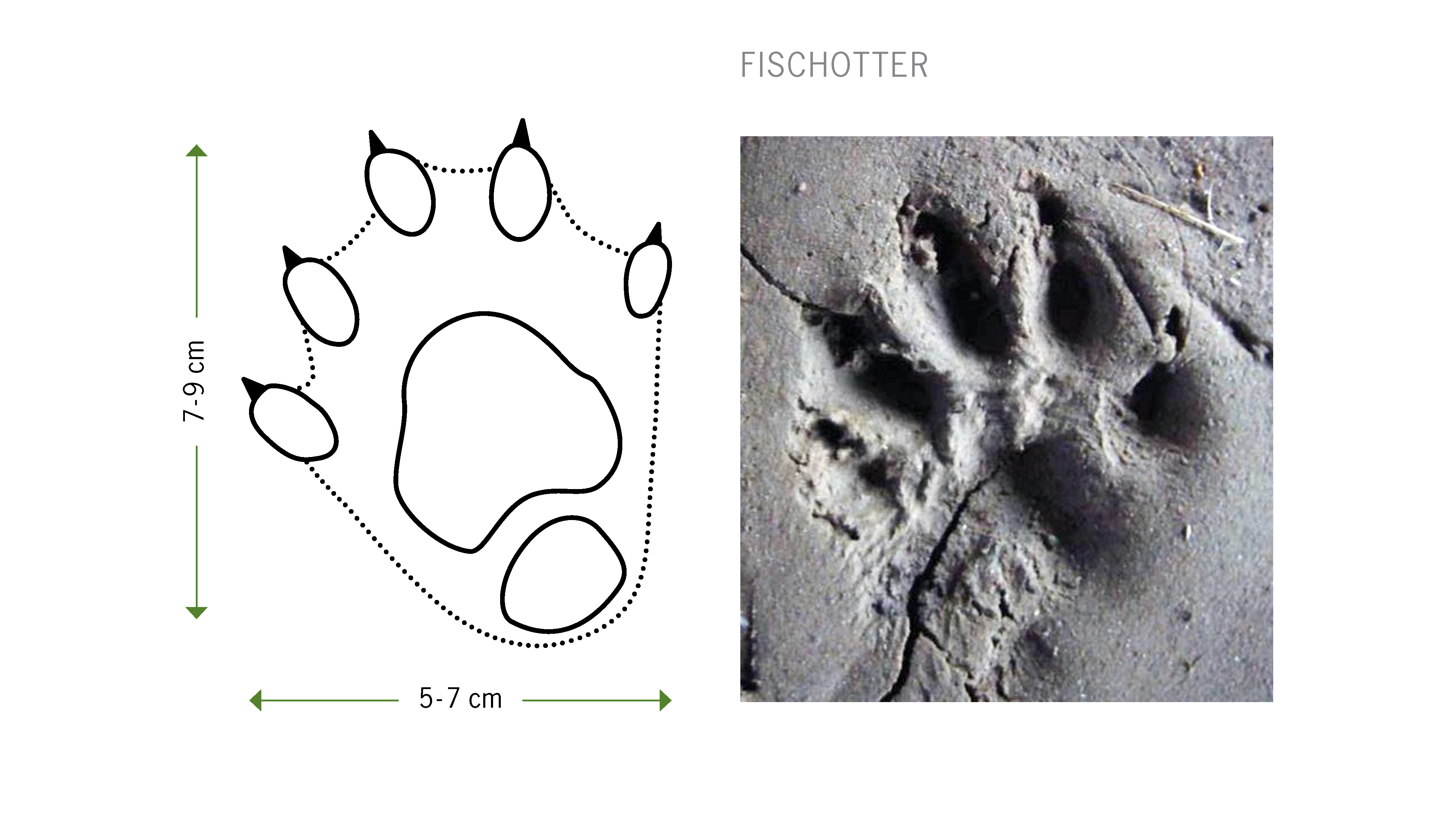 sea otter tracks