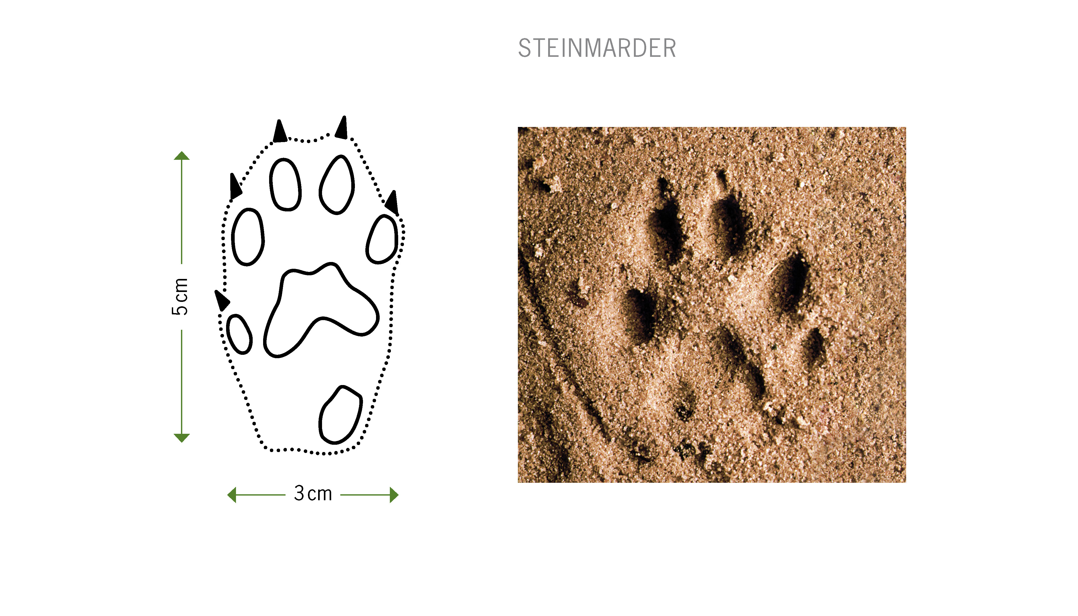 sea otter tracks